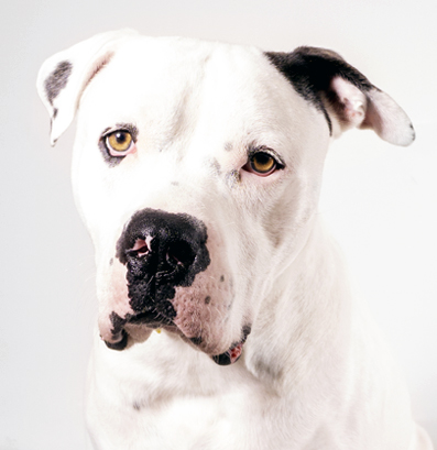 portraits_boomer